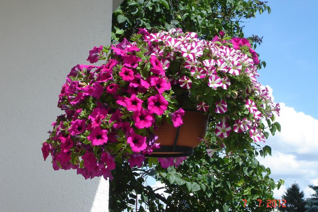 Urlaub Auf Dem Bauernhof Marx Villa Kelberg Oda fotoğraf